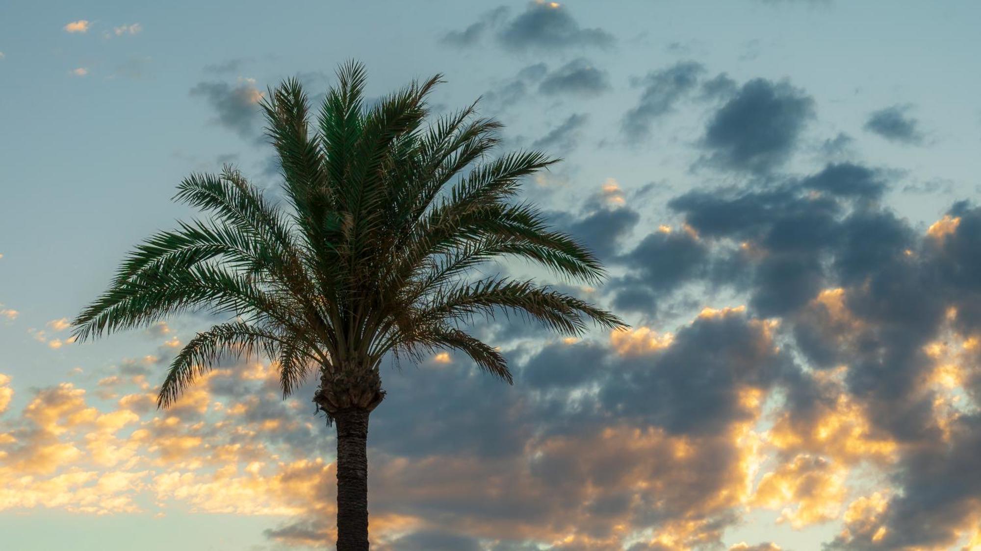 Newly Renovated 2 Bedroom Beachfront House Sitio de Calahonda エクステリア 写真